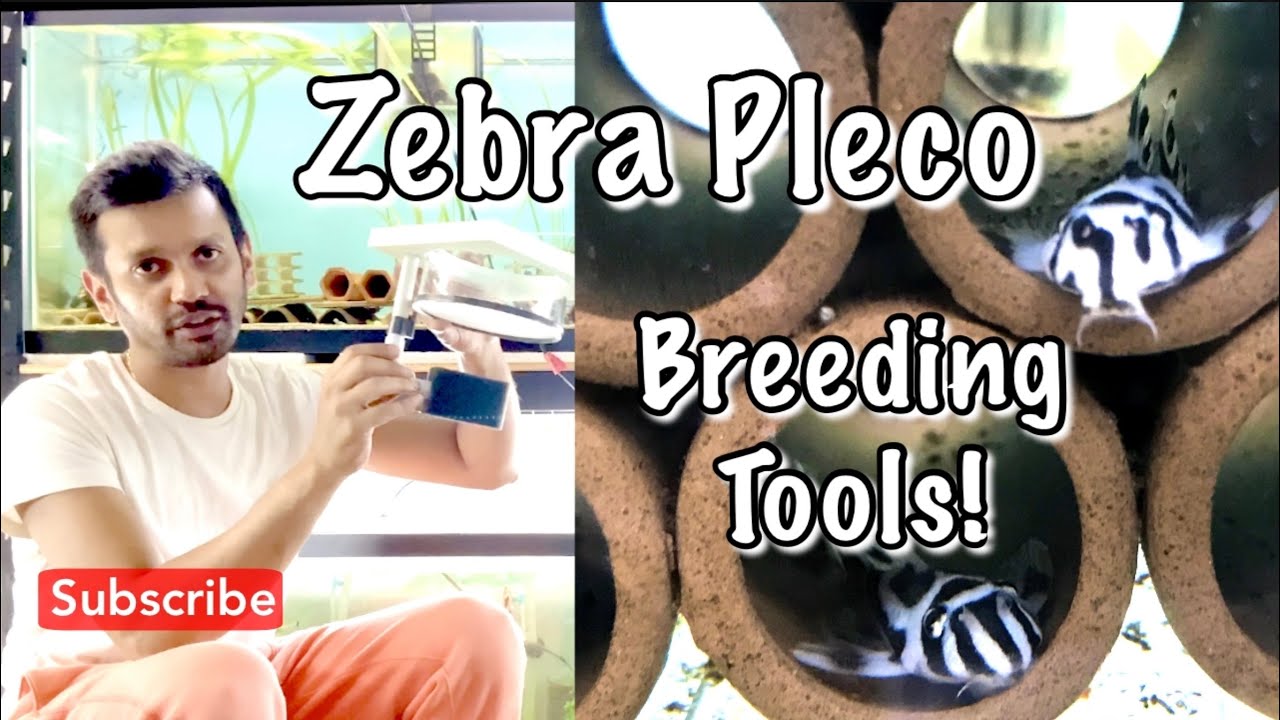 Zebra Pleco Breeding Tools! All the Tools I use for Eggs and Fry Raising! Subscribe!