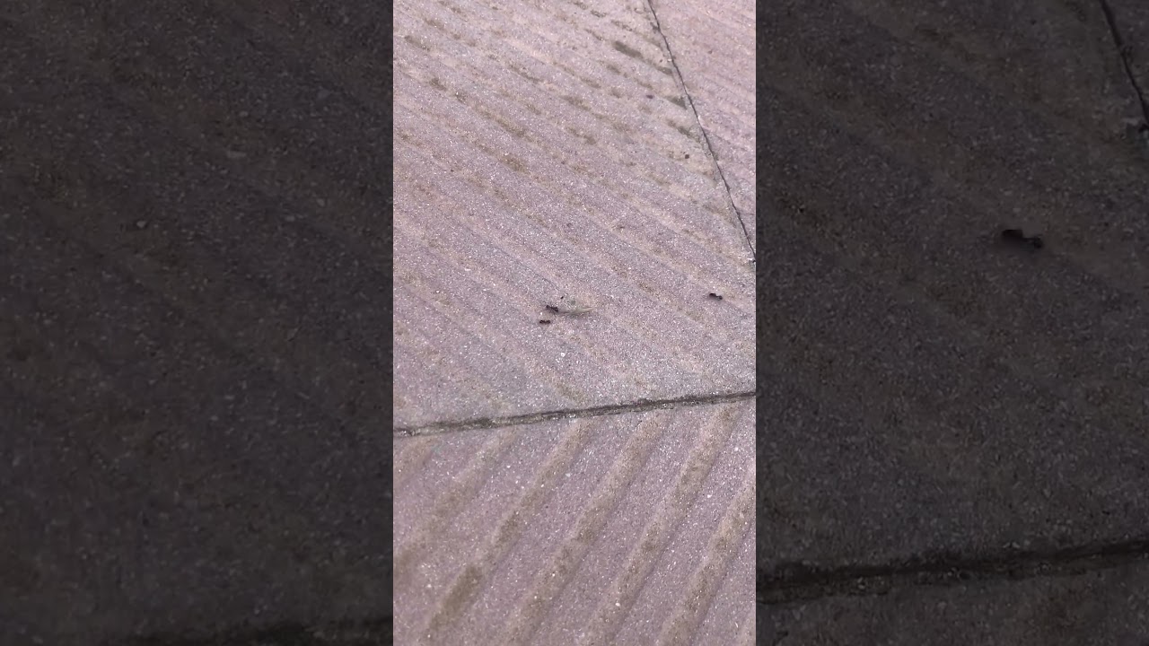 Warrior Ant With Large Sword vs. Ants 🐜 