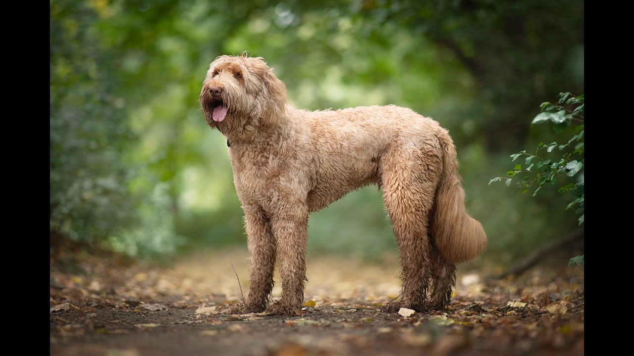 Australijskie labradoodle, wszystko o rasie. Wywiad.