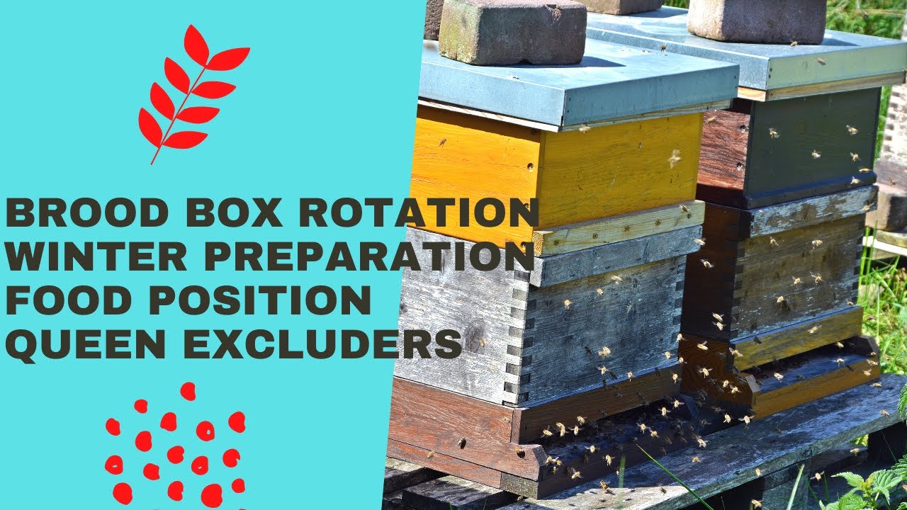 Back To Double Deep Brood Box | Winter preparation  (Part 1)