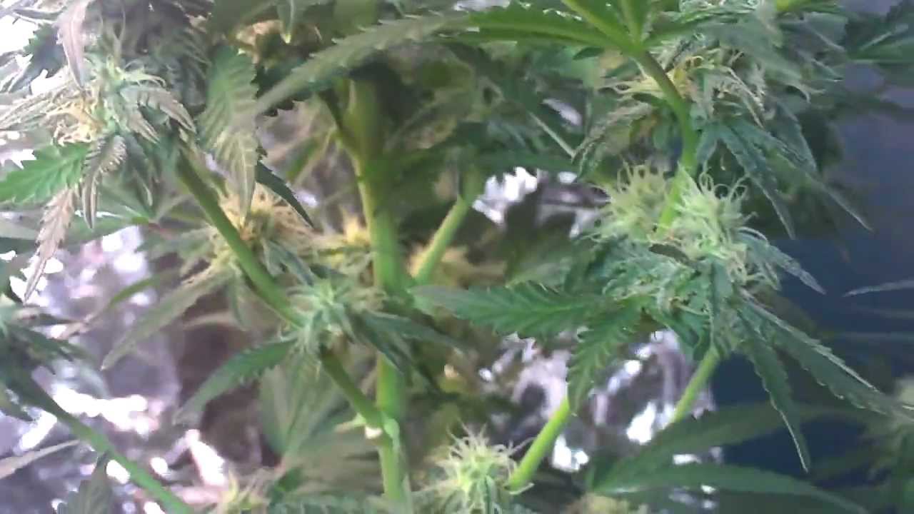 medical marijuana induction grow light!HD