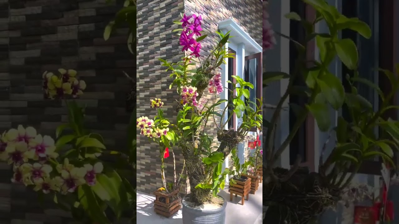 Orchid Plant Hanging Best Way #gardening #plants #flowers #garden #orchid #orchids