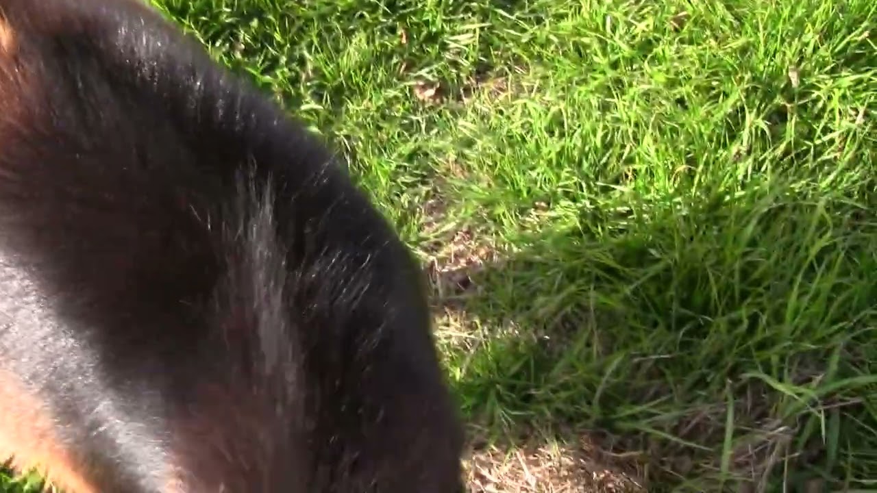 Alpha reviews ground driving in the BIG pasture.