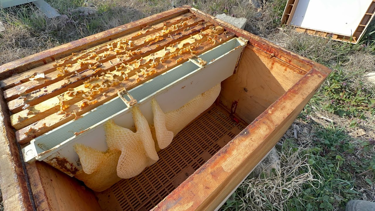 07 Mart 2025 #14 Son kontröller durumlar iyi Arı bakımı Ana arı stok kontrolleri