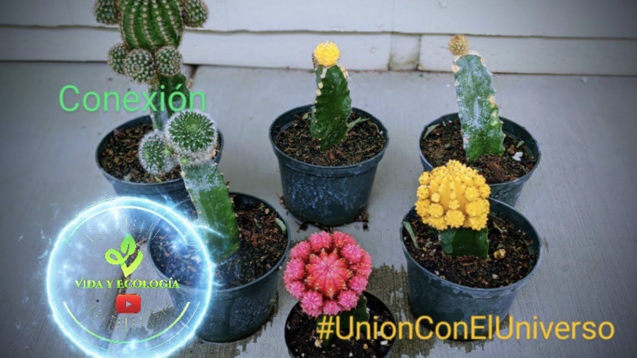 Cómo injertar cactus con bases de pitayas