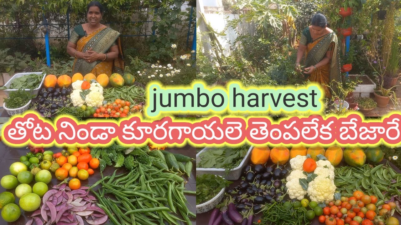 పెరటి తోటలో ఈరోజు పండ్లు కూరగాయలు ఆకుకూరలు జబర్దస్త్ హార్వెస్ట్#jumbo harvest