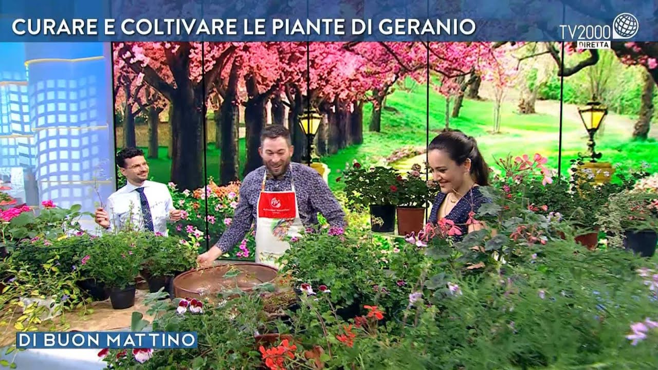 Geranio, consigli per una fioritura perfetta