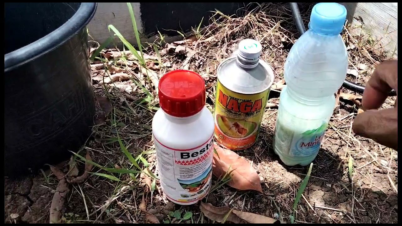 Cara Tepat,Cepat Mengendalikan Hama Lembing batu  tanaman padi