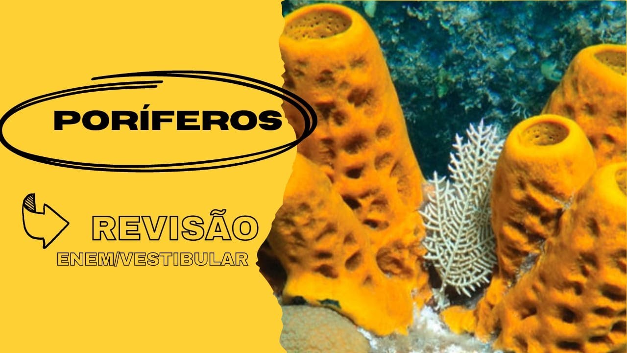 Aula sobre Poríferos - Revisão ENEM/VESTIBULAR