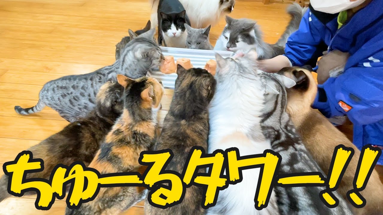 ちゅ〜るタワーあげたらみんなが押し寄せてこうなったw【猫】Cats eating a cat food tower?