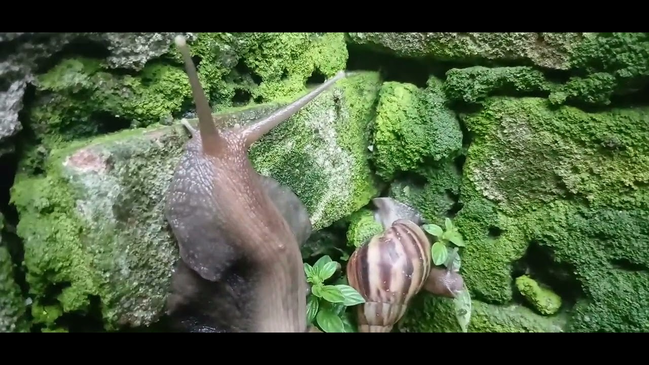 Wahh ...ada satu bekicot besar sedang memanjat dinding #keongracun #bekicot  #snail #hewan