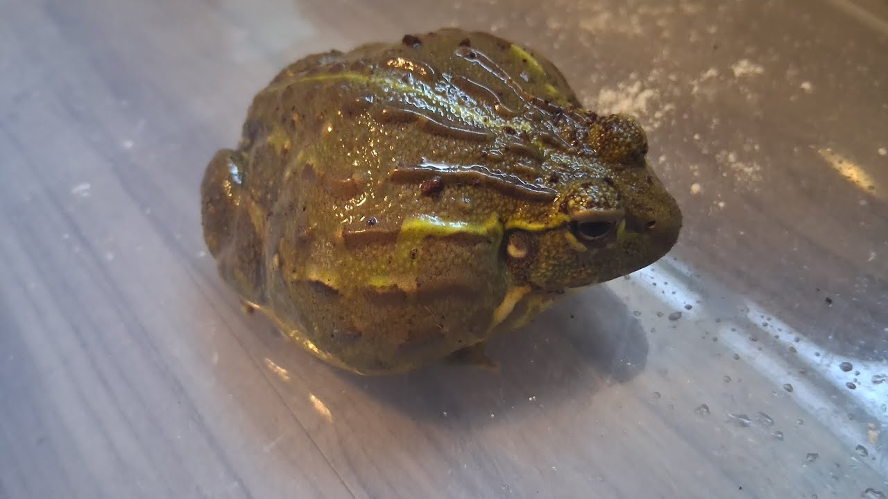 Feeding my baby african bullfrog