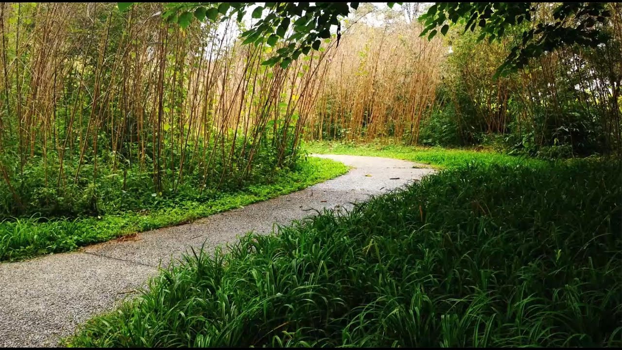 Fakewindow #19 |The sound of rain on the Bamboo forest path to help you sleep