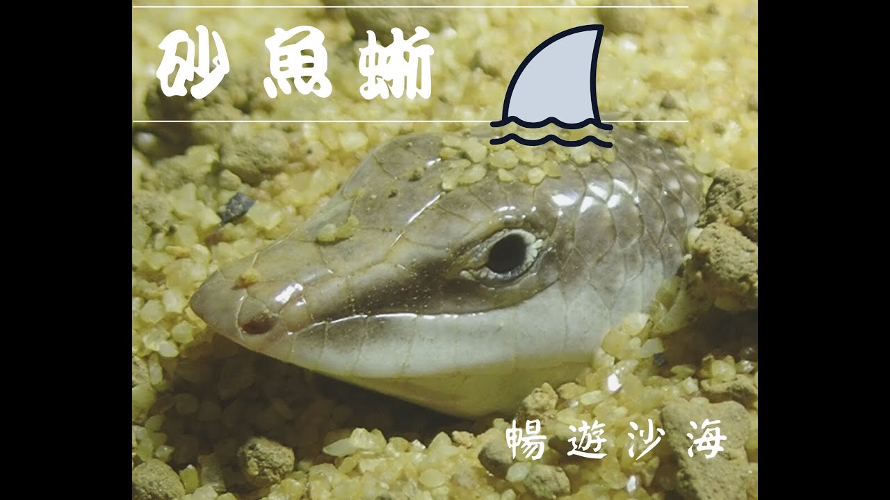 【砂魚蜥】Part 1：在沙裡游泳的魚🐟