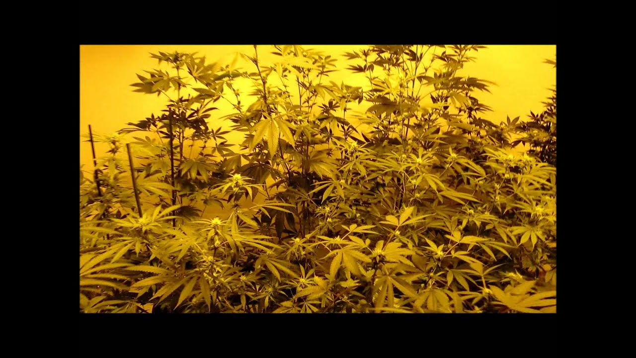 Indoor Cannabis Grow  week three update