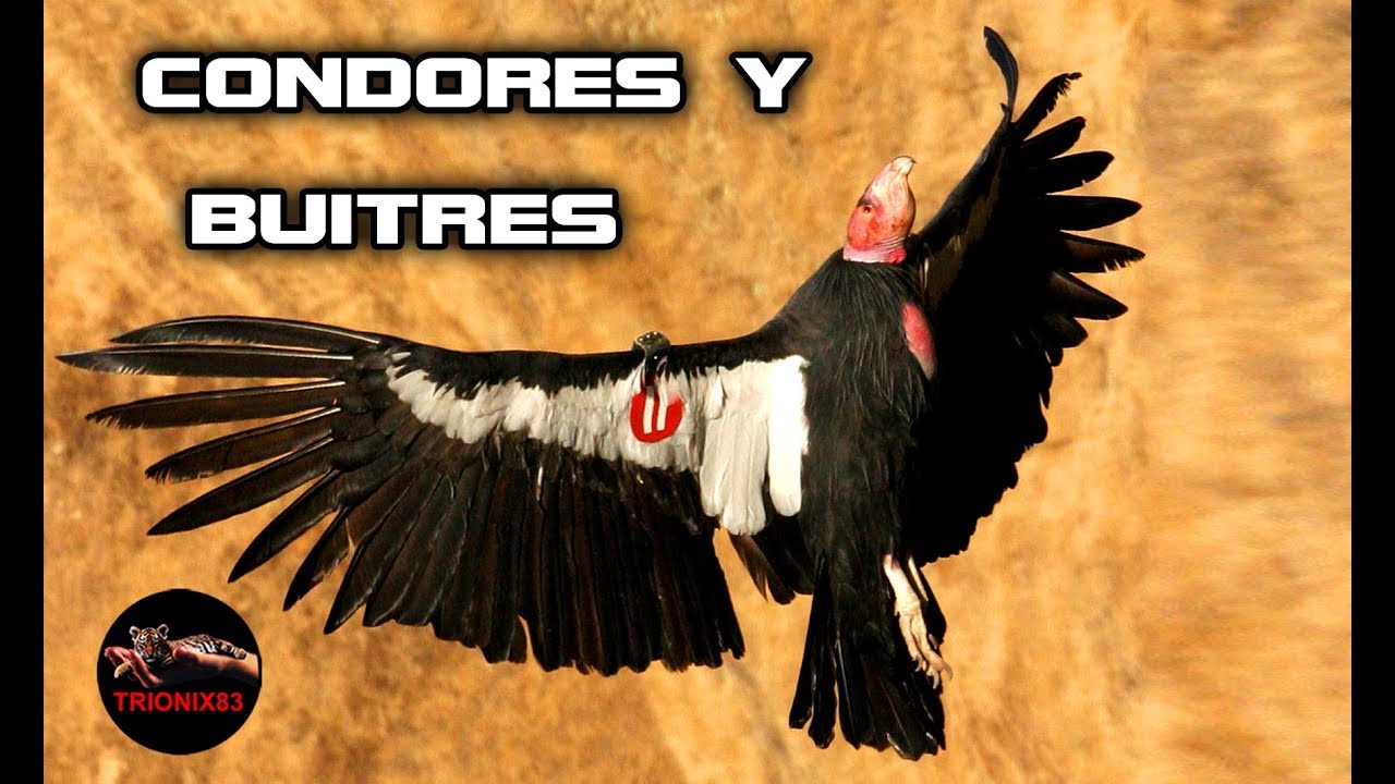 CONDOR GIGANTE y BUITRES GIGANTES
