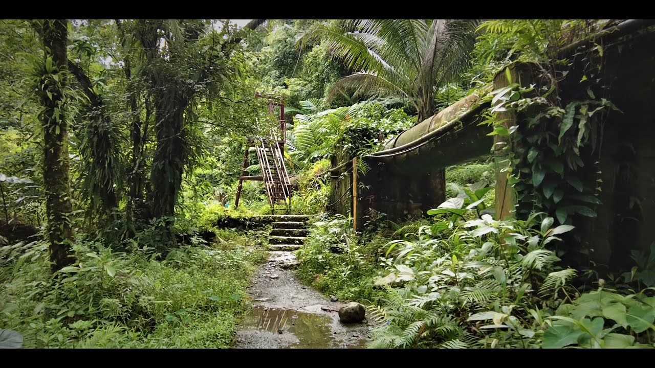 Ditumabo Mother Falls Hiking Tour - Walk in a Philippine Forest!