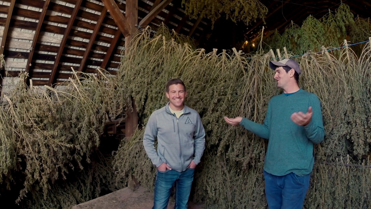 Field Talk: A Farmer's First Foray Into Hemp