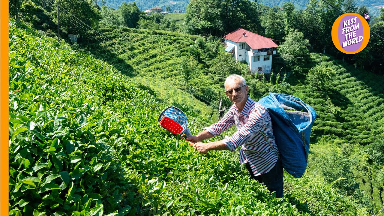 Turkish tea: savour the tradition - from tea leaves to the perfect cup