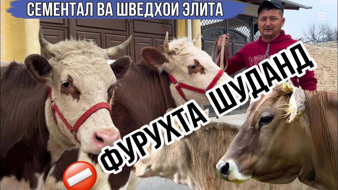 СЕМЕНТАЛ ва ШВЕДХОИ ЭЛИТА БО НАРХНОМАИ АРЗОН 2 марта 2026 г.