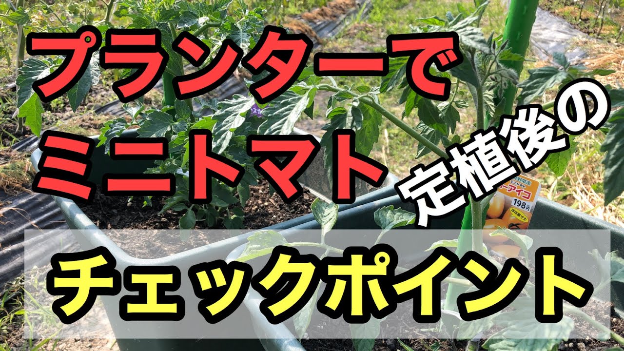 【プランターでミニトマト】定植後のチェックポイントと管理作業