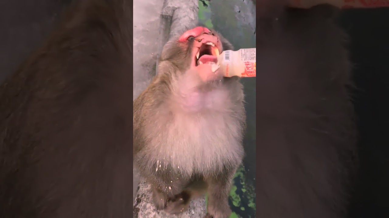 monkey,monkey baby,baby monkey,animals,funny animals,baby monkey | Ep09