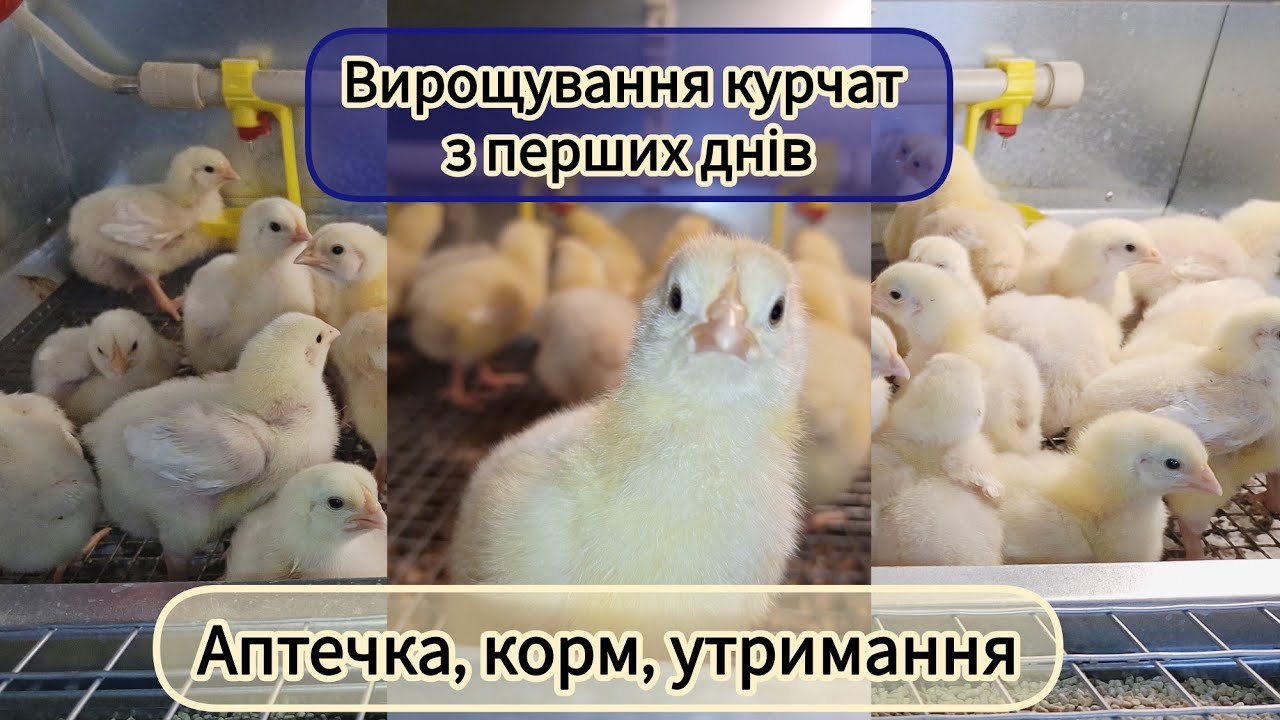 Вирощування курчат. Перші дні життя. Аптечка. Корм. Умови утримання.
