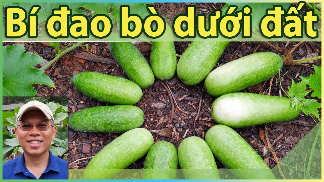 Bí đao bò dưới đất - sai trái & không bị ruồi vàng chích.