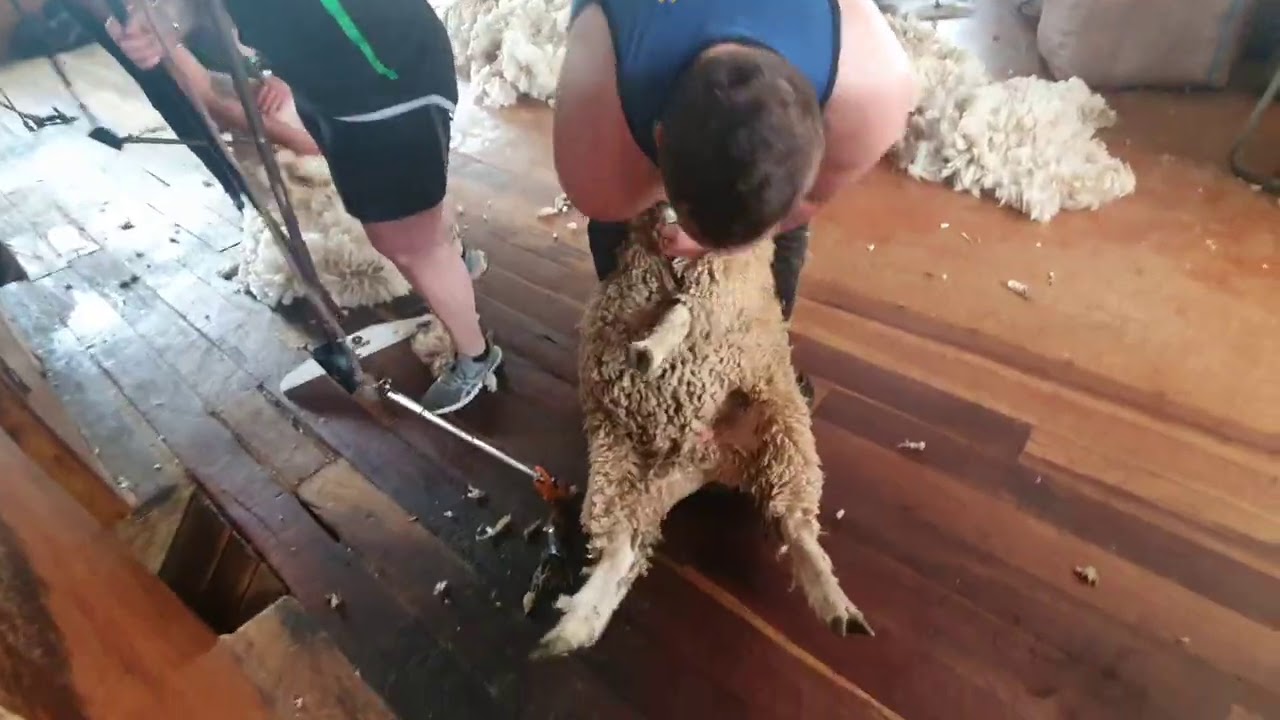 Shearing Hoggets in the wairarapa 2020