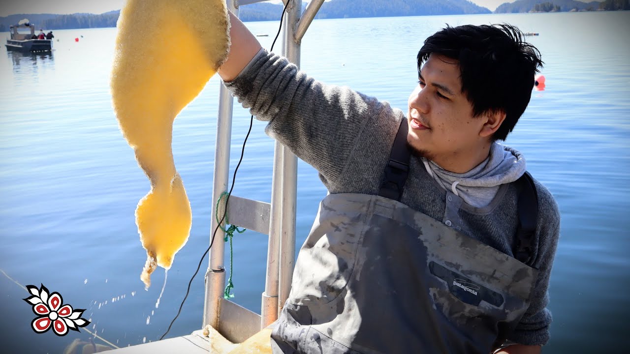 Protecting the Herring Roe Harvest with the Ha&iacute;łzaqv Nation Coastal Guardian Watchmen