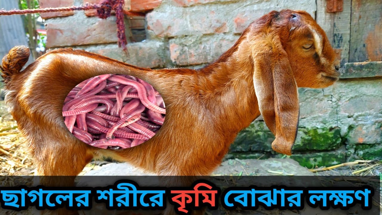 ছাগলের কৃমি বোঝার লক্ষণ। 