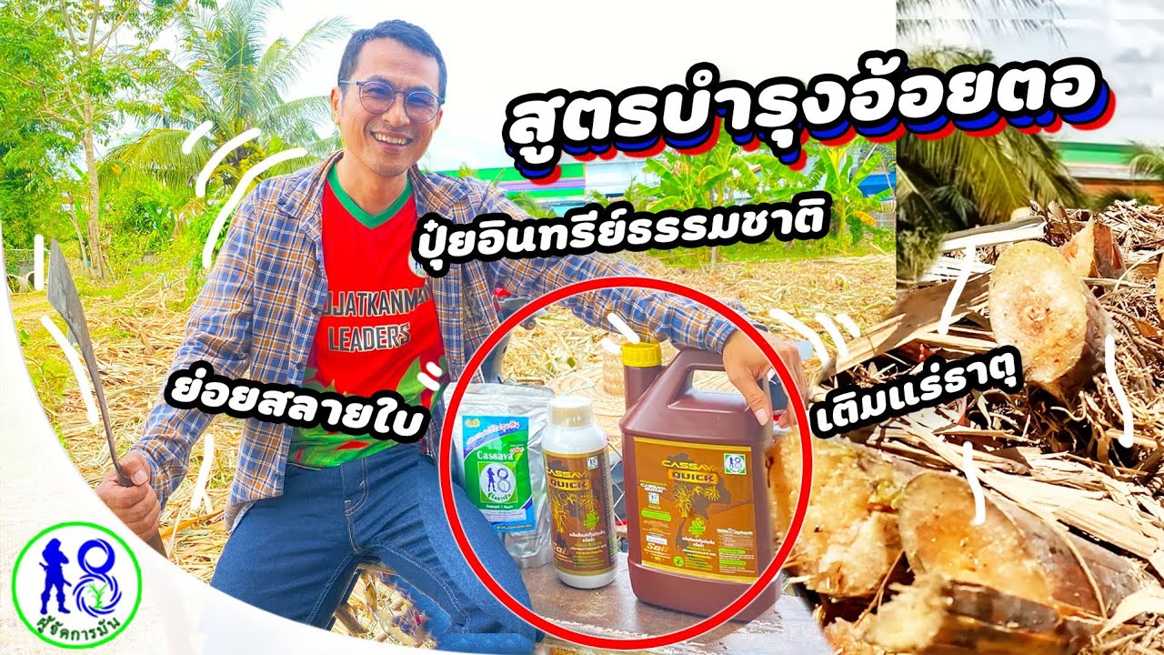 🔥สูตรทำปุ๋ยอินทรีย์บำรุงเติมแร่ธาตุอ้อยตอ ย่อยสลายใบอ้อย อ้อยตอ2!  ผู้จัดการมัน ปลูกอ้อย