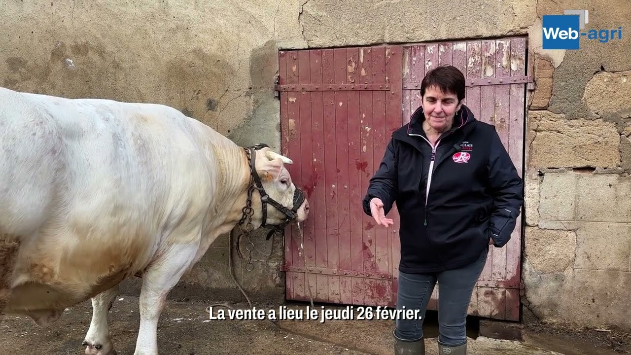 La Charolaise « Surmesure » sera bien au Salon de l’agriculture… mais en photo