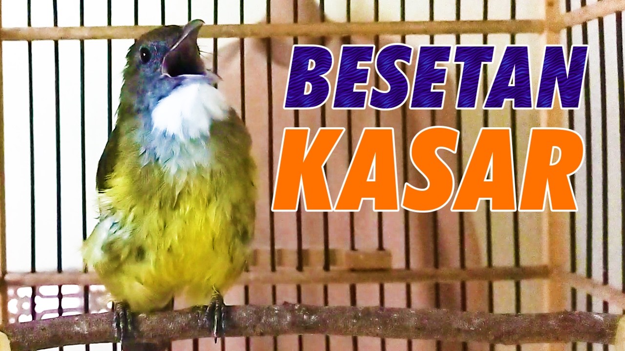 MASTERAN CUCAK JENGGOT GACOR MBESET KASAR COCOK UNTUK MURAI BATU