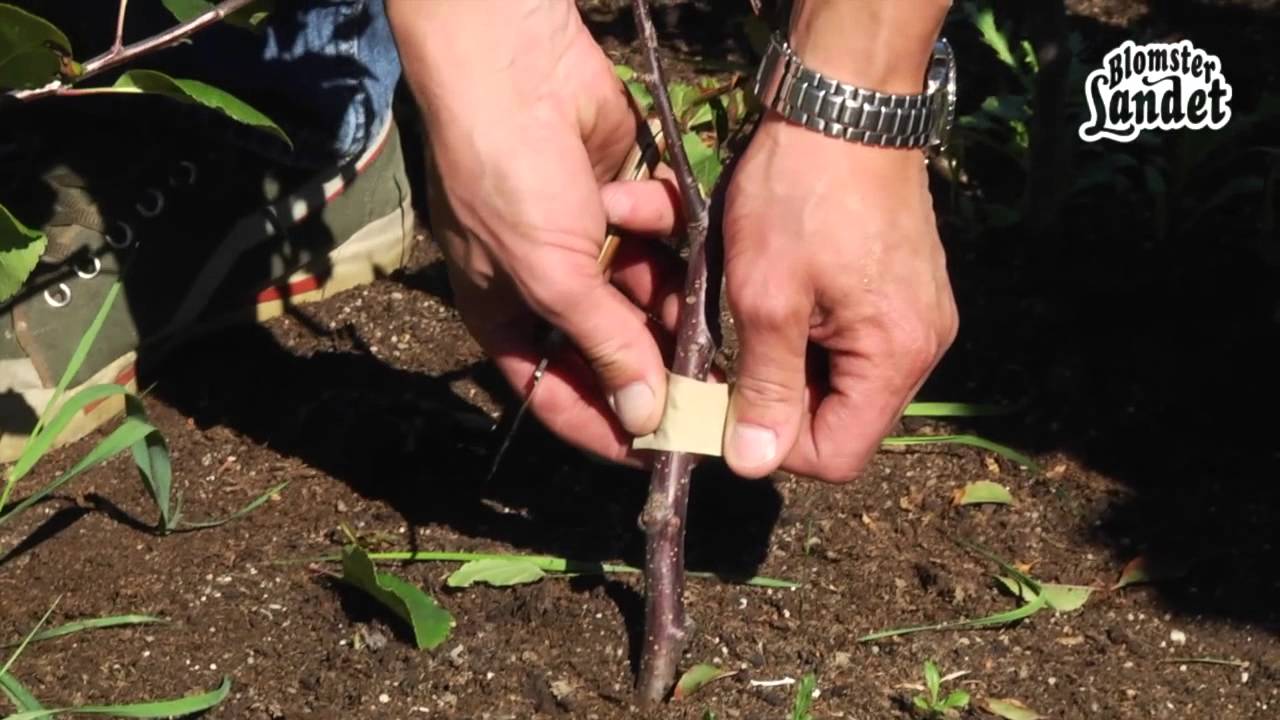 Okulering av äppelträd på Kivik med Blomsterlandet