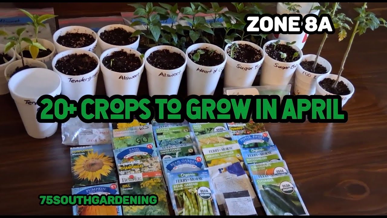 20+ Crops to Grow in April | How to Thin Carrots 🥕 | Seedling Update 🌱