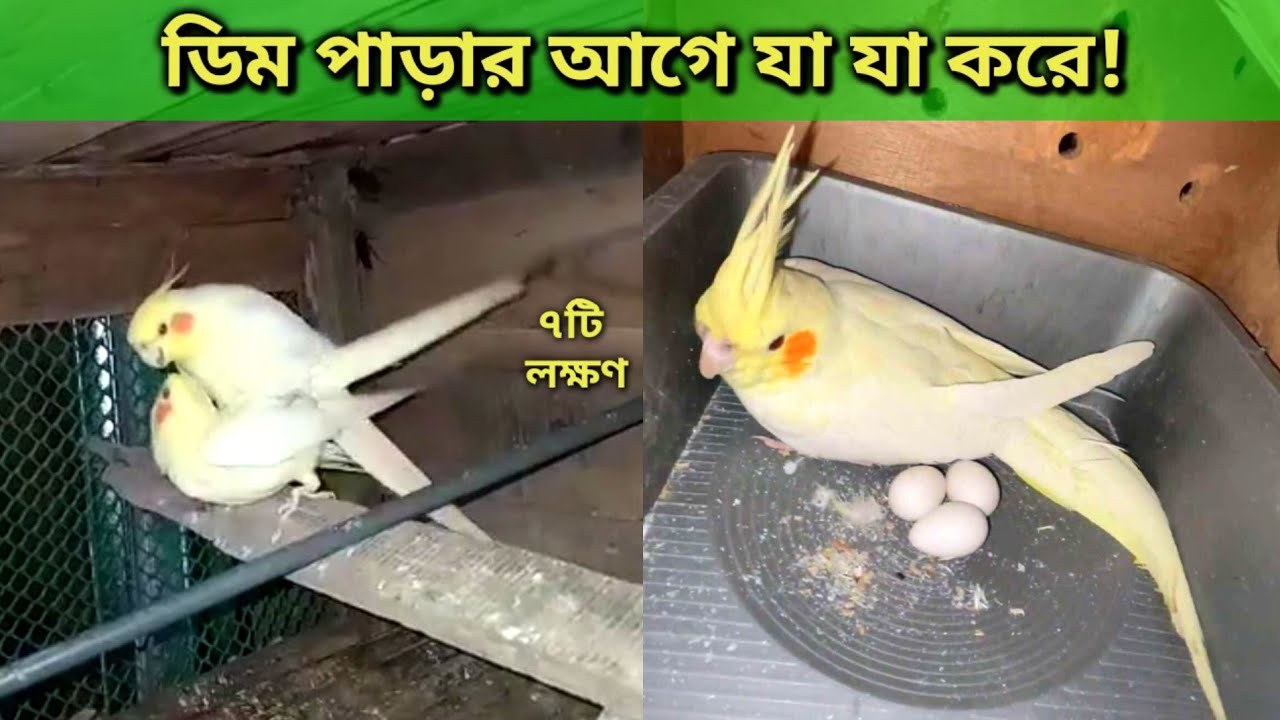 ককাটেল পাখির ডিম পাড়ার ৭টি লক্ষণ | Signs Your Cockatiel is About to Lay Eggs