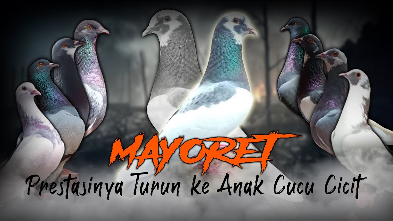 The Legend Of Mayoret - Trah Legendaris Yang Lahirkan Burung-Burung Prestasi - ARMA BF