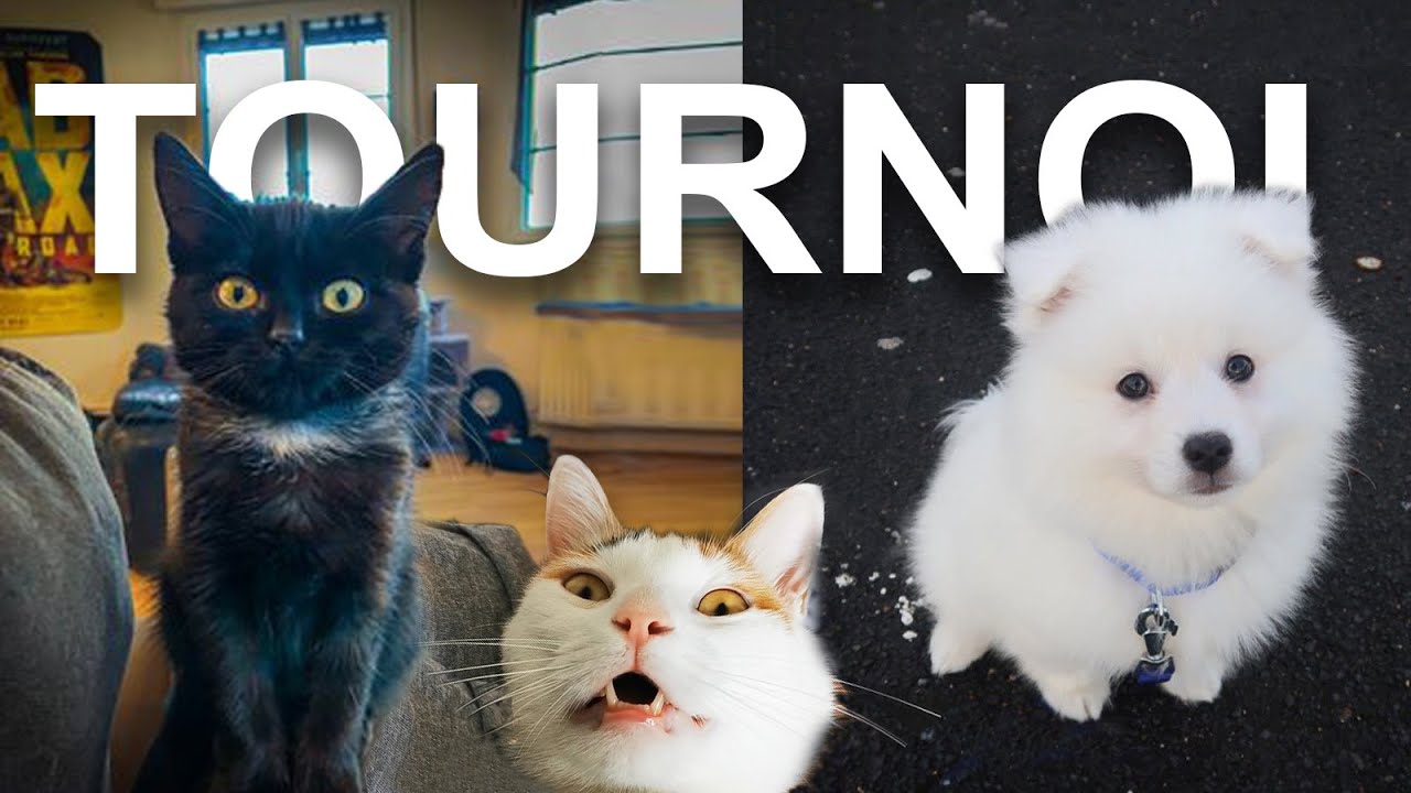LE TOURNOI (Feat. TUBONIA) - PAROLE DE CHAT