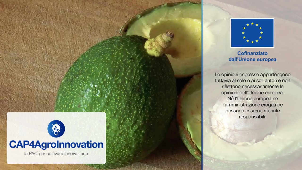 È sempre meglio avere un avocado