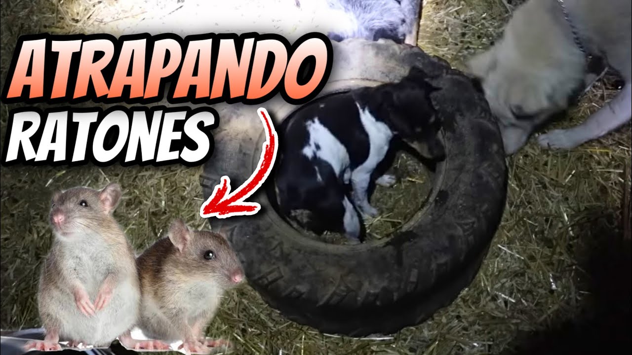 Atrapando Ratones En El Rancho!!! Encontramos Su Nido