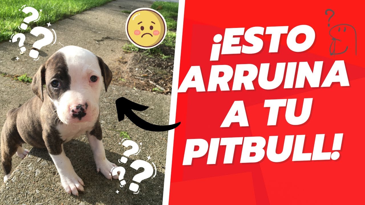 🐶⚠️Si tu perro es cachorro no cometas estos cinco errores.