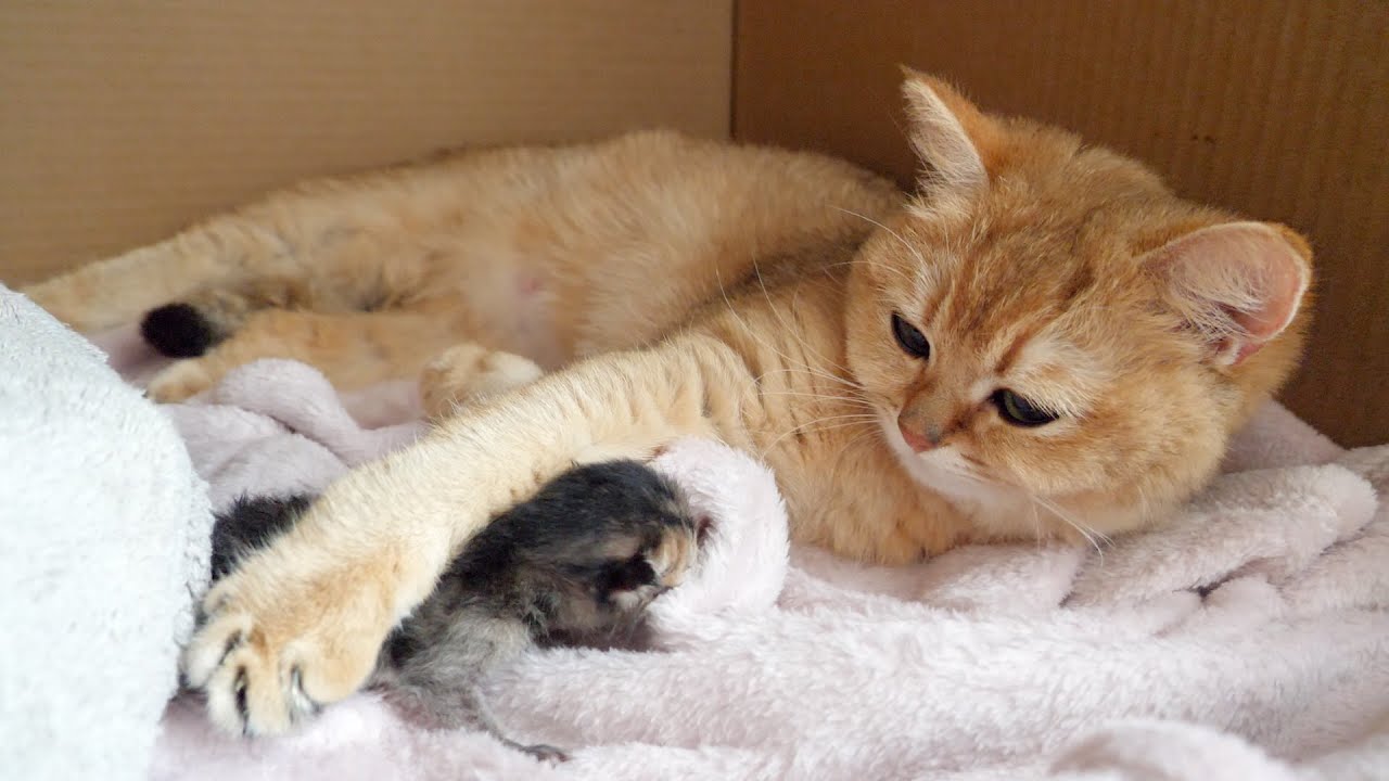 Kitten a few hours after birth