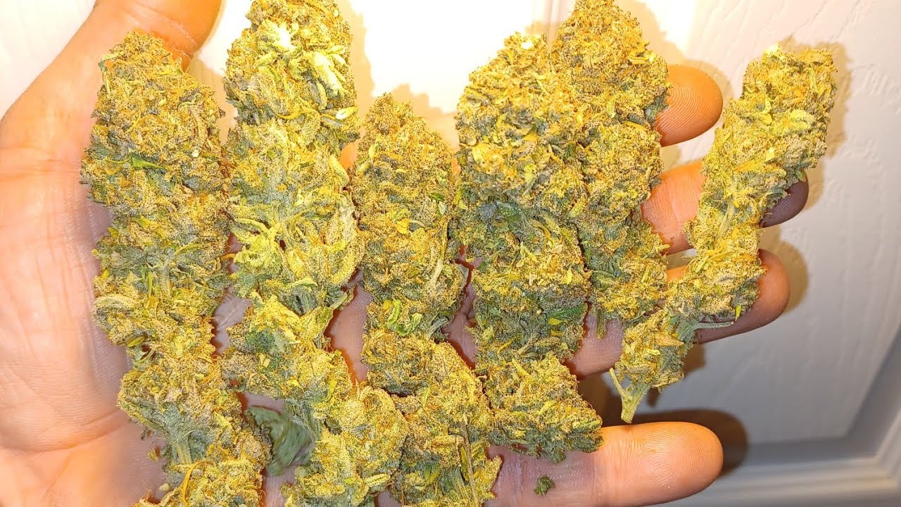 Auto Creeper weigh out, 1 plant, Super Sativa Club, Mars Hydro FC4800 light, Blue Planet nutrition