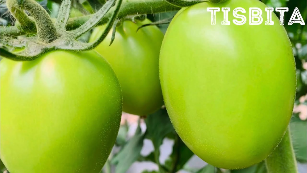 CULTIVO DE JITOMATE TOMATE SIEMBRA PRODUCCIÓN COSECHA EMPAQUE Y DISTRIBUCIÓN DEL JITOMATE #3