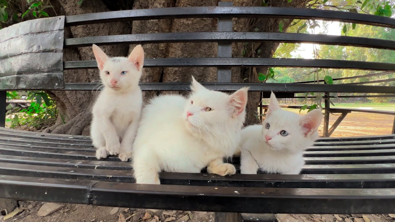 I wasn't going to take them home at first, but their condition changed my mind.