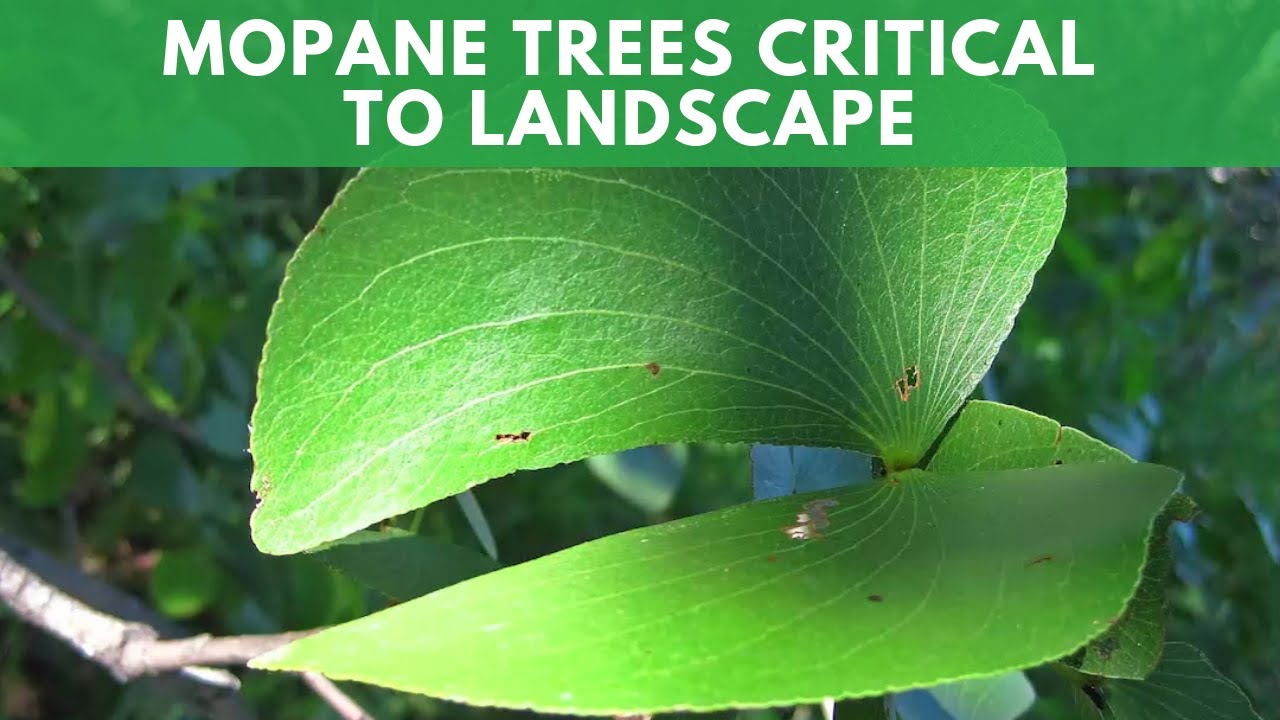 Mopane Trees Critical To Landscape
