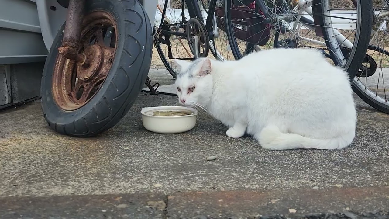 🍀HEALING CAT🐈️ 1309                                           💕FERRY PORT💕 8