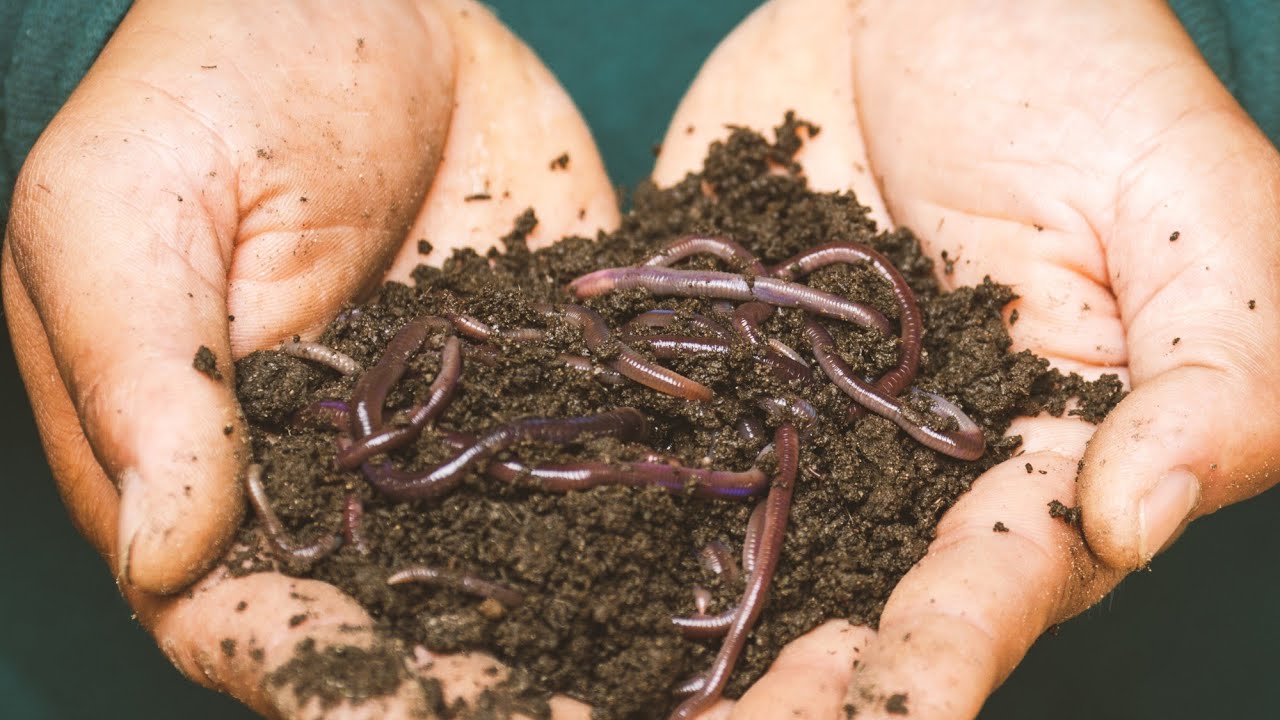 Comment enrichir la terre du potager