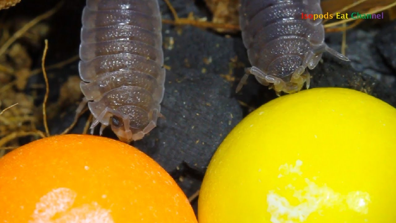 Isopods Taste the Rainbow